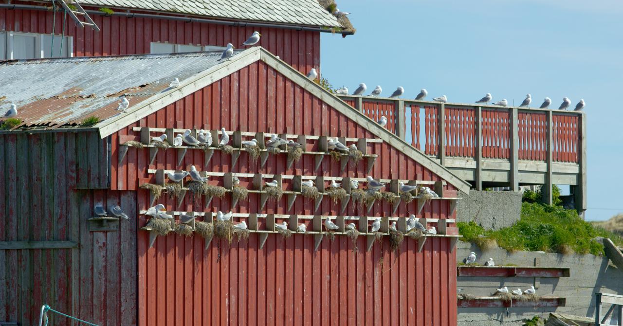 Hotel Fiskarheimen Havly, Røst Esterno foto
